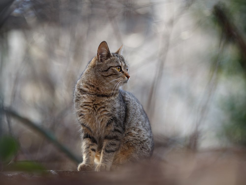 Кошачий мир моего города. 2.