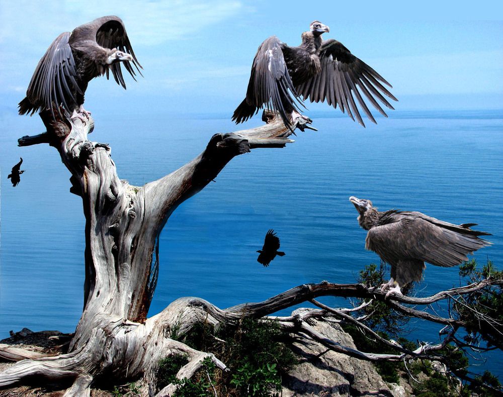 Крымское межсезонье, грифы