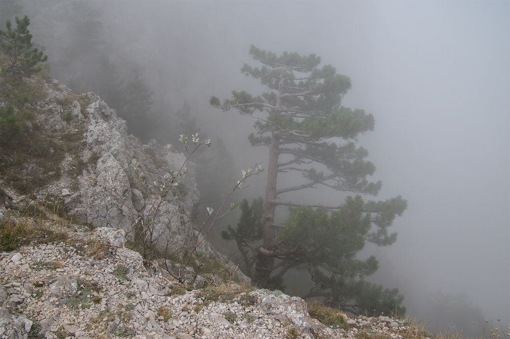 Этюд с горной сосной в облаке