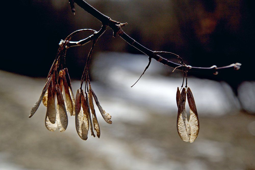 Предвесеннее