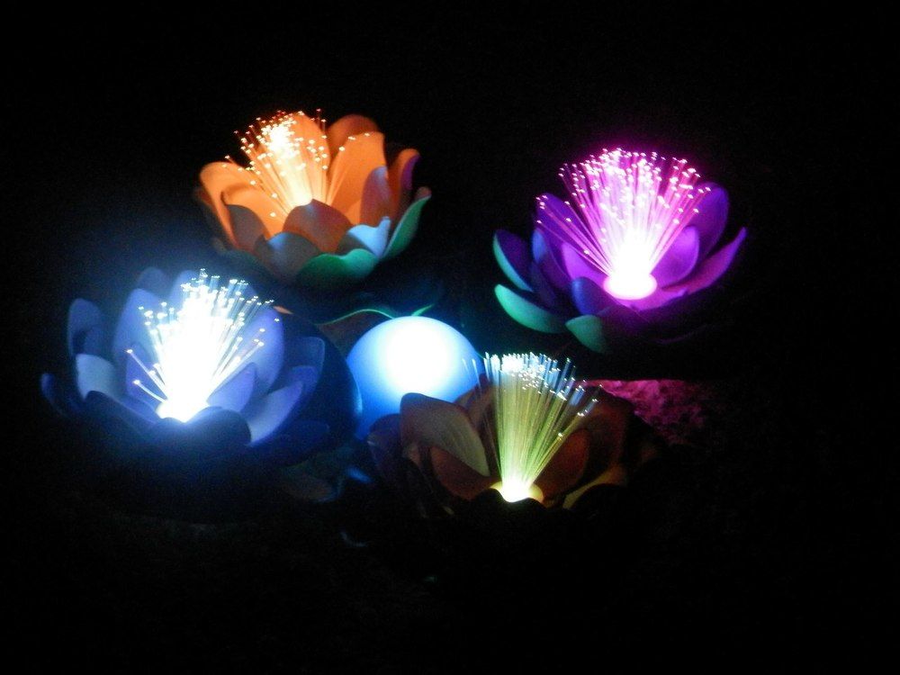 Лотосы светятся