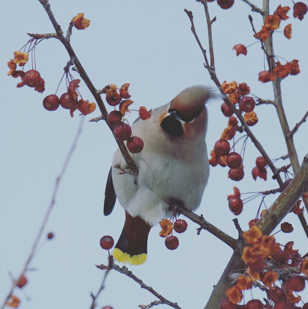 Waxwing