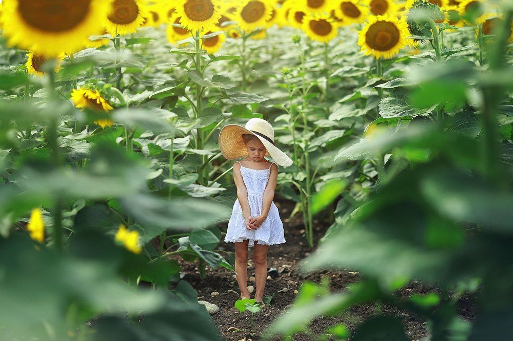 В подсолнухах