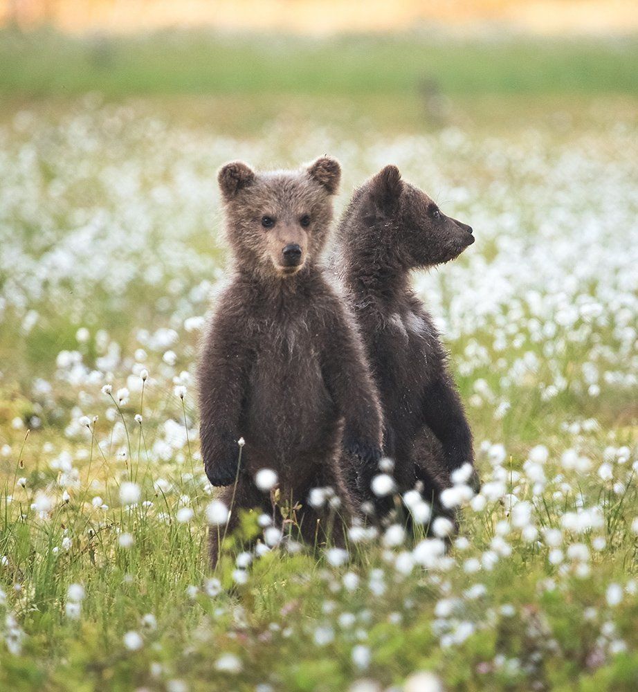 Потапыч, а может под сурикатов закосить?