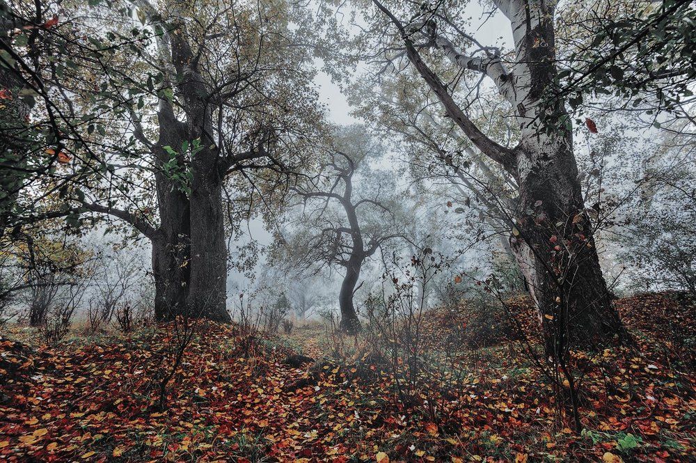 Танцующее дерево