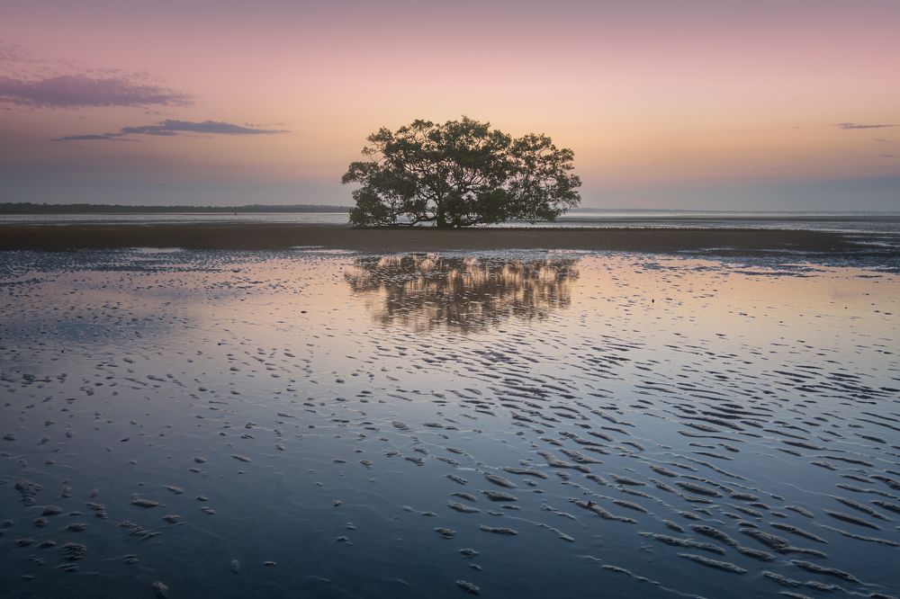 Mangroves