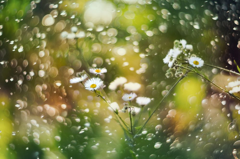 Ромашковый карнавал