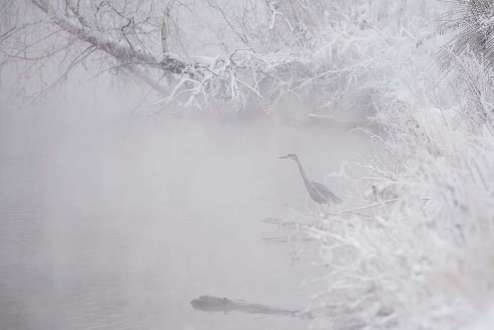 Mist heron