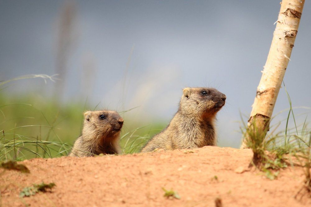 Семья сурков