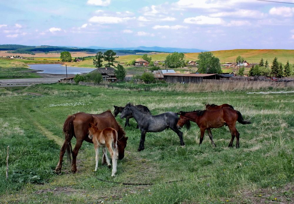 Деревенские пейзажи.