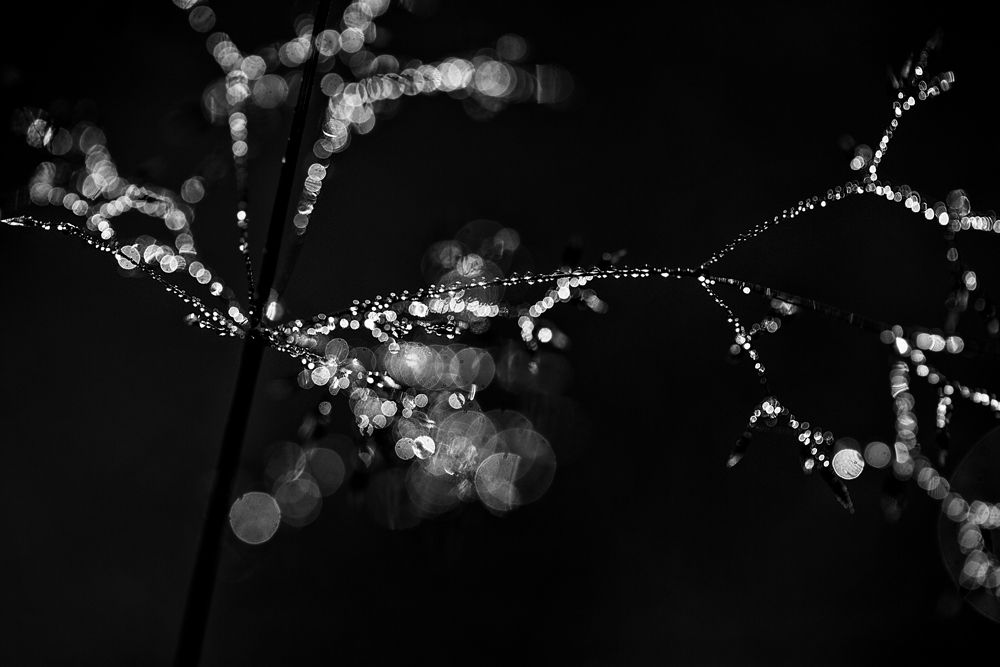 Макромир в чёрно-белом