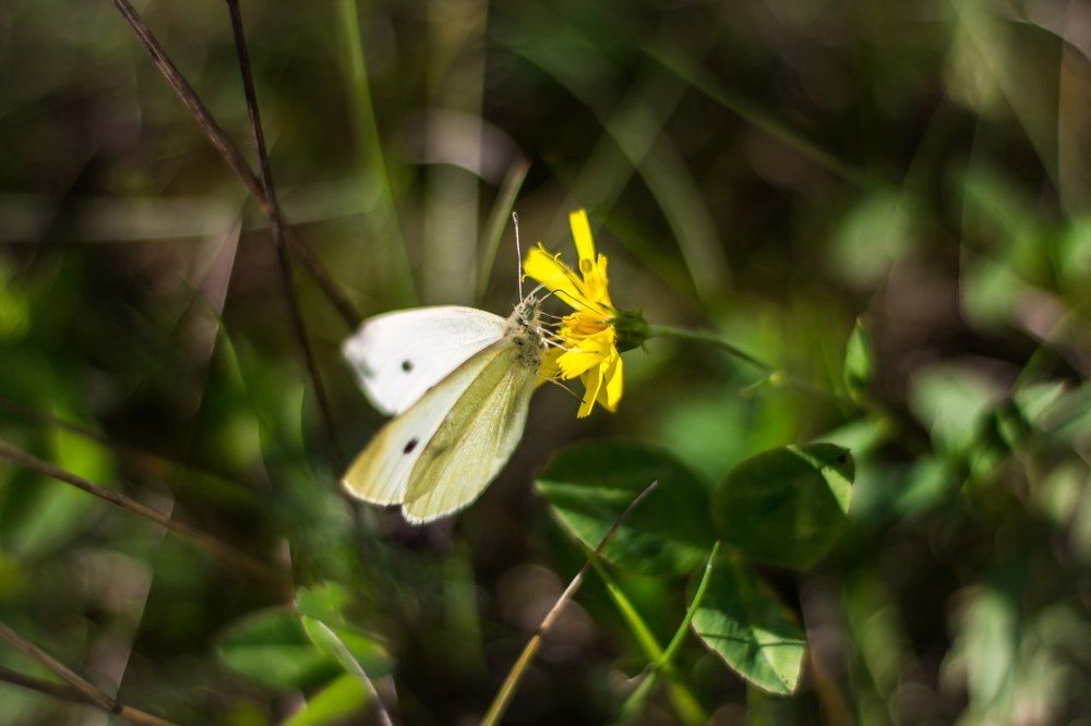 Cabbage butterfly.