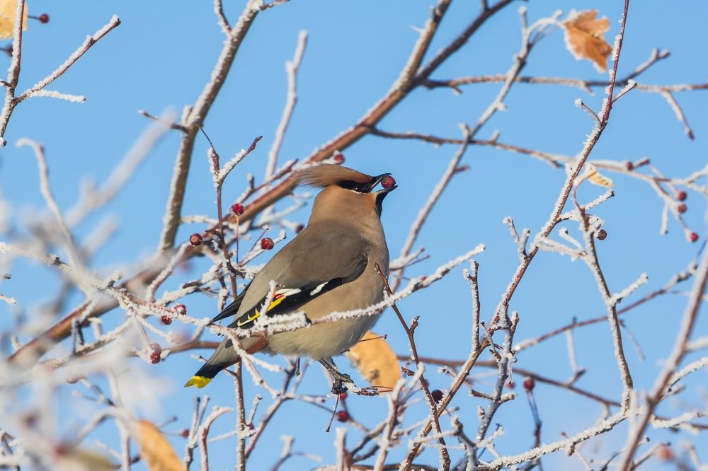 Завтрак свиристеля