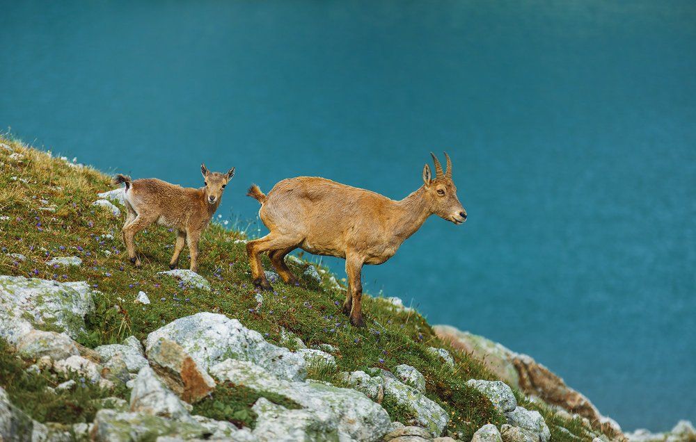 Горные туры