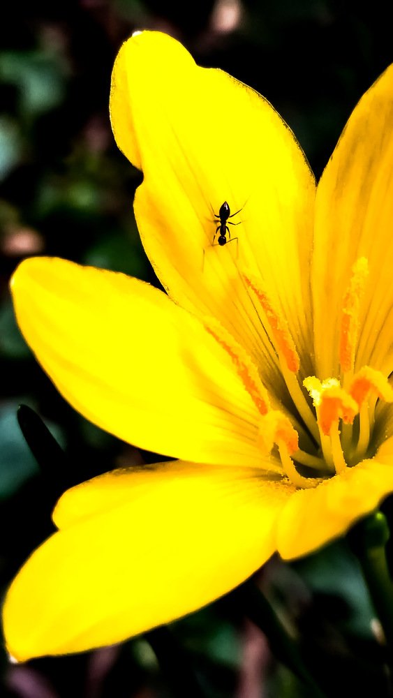 Flower
