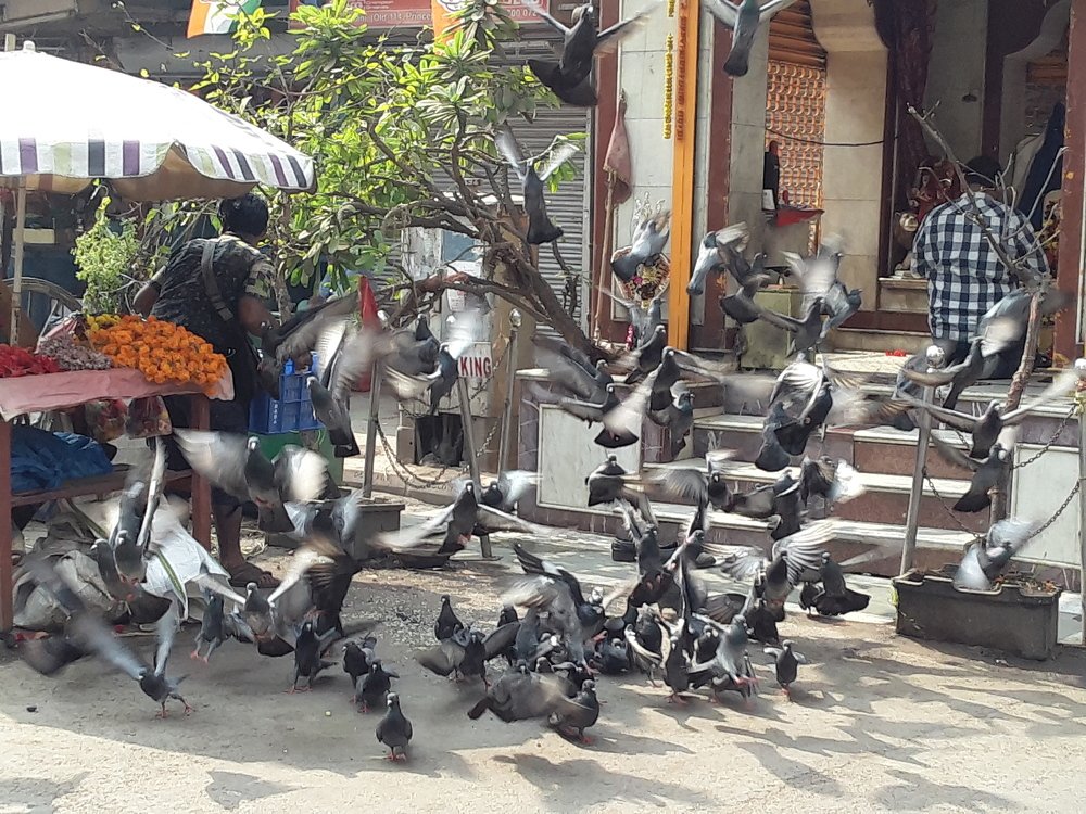 Pigeon