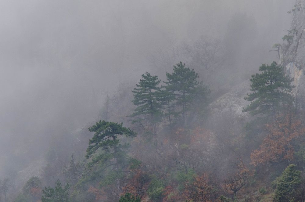 Во власти тумана