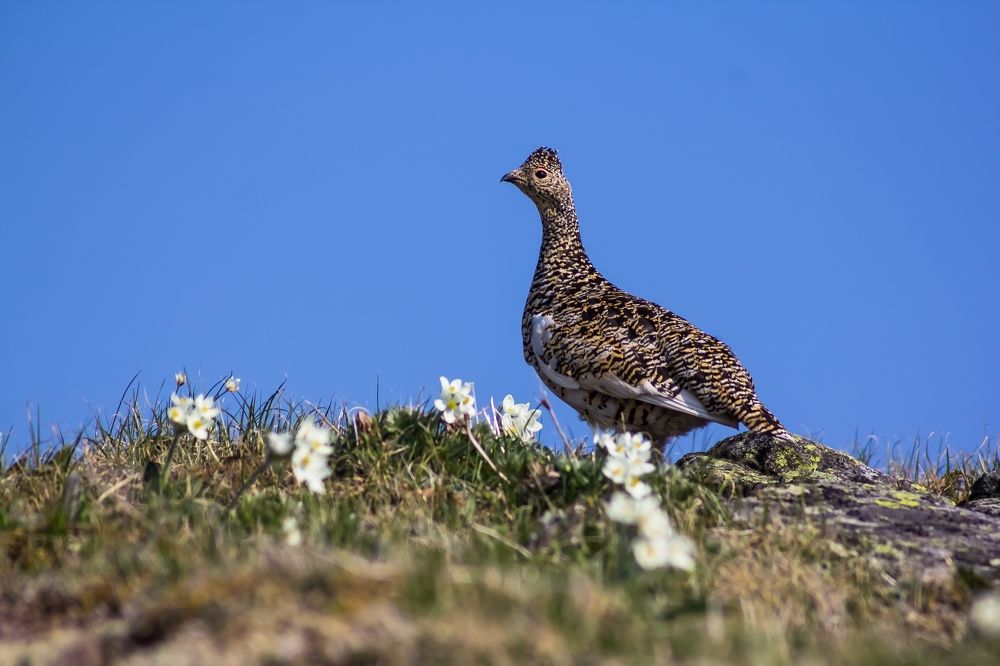 Тундряная куропатка