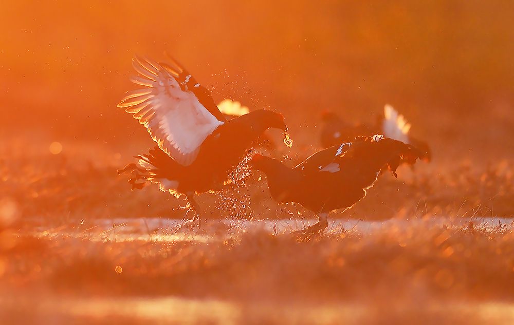 Тетерева на рассвете.