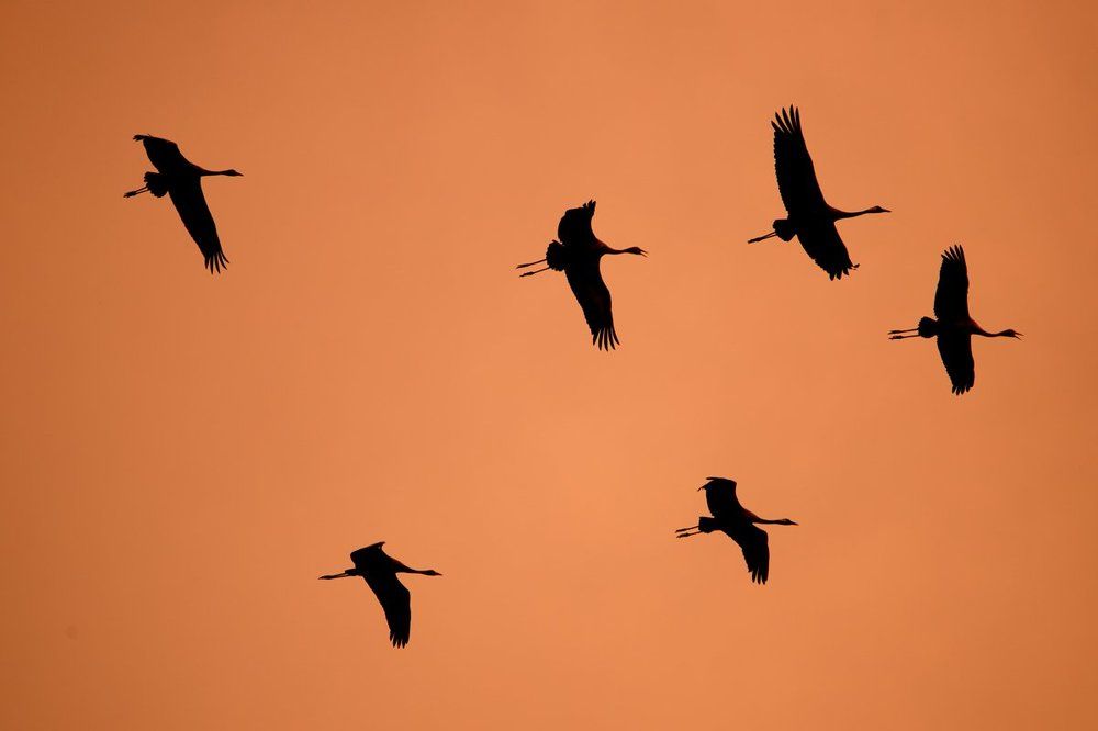 В мире животных