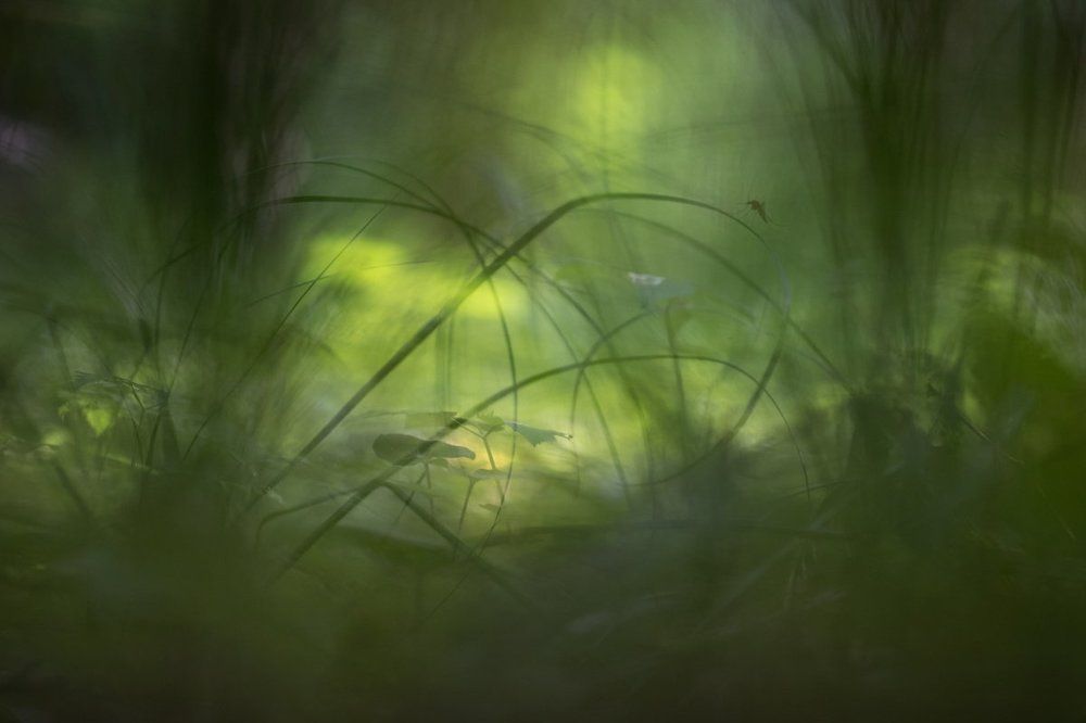 Комар в Изумрудном городе