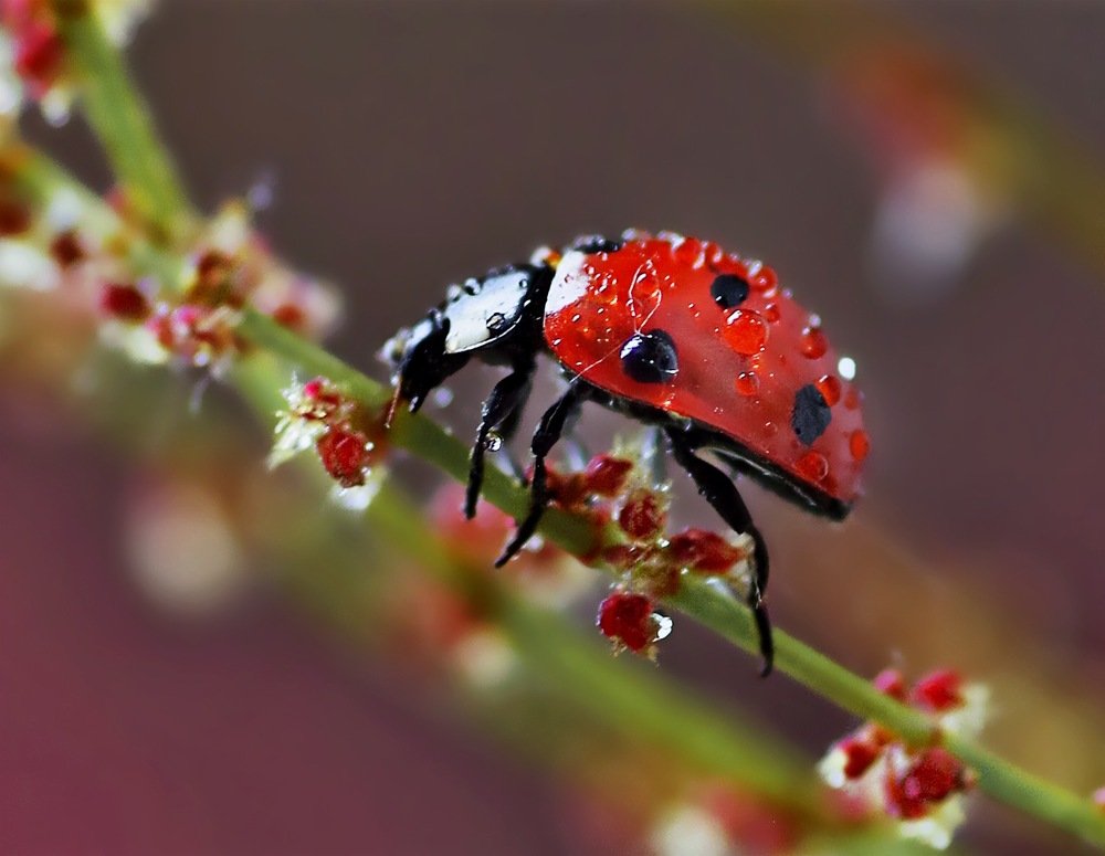 после дождичка