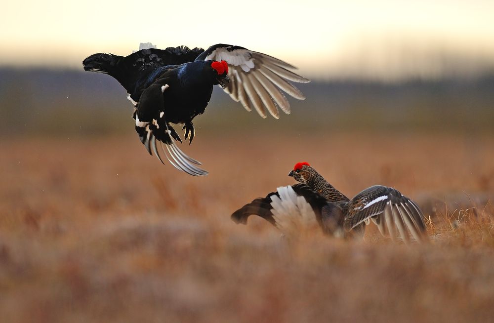 Обыкновенный и куропёрый тетерева.