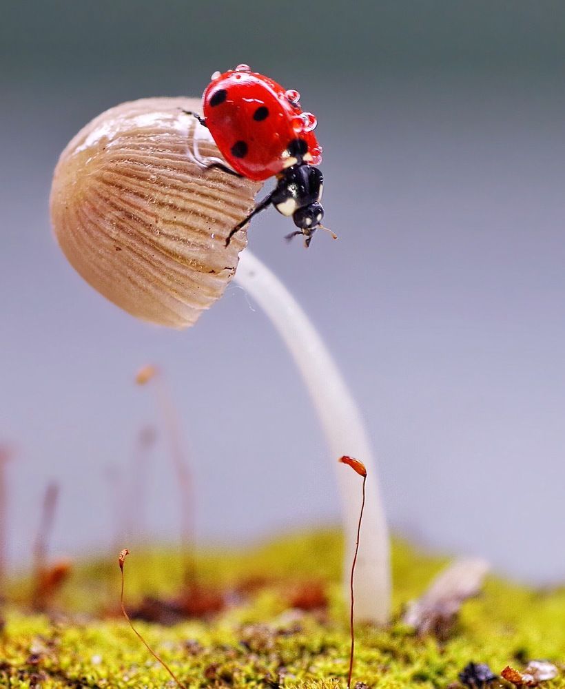 путешественница