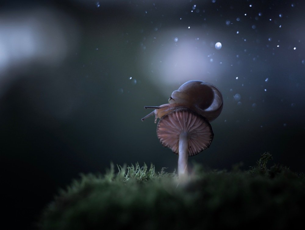 улиткины мечты