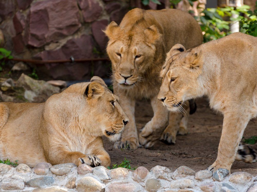 Львиная любовь