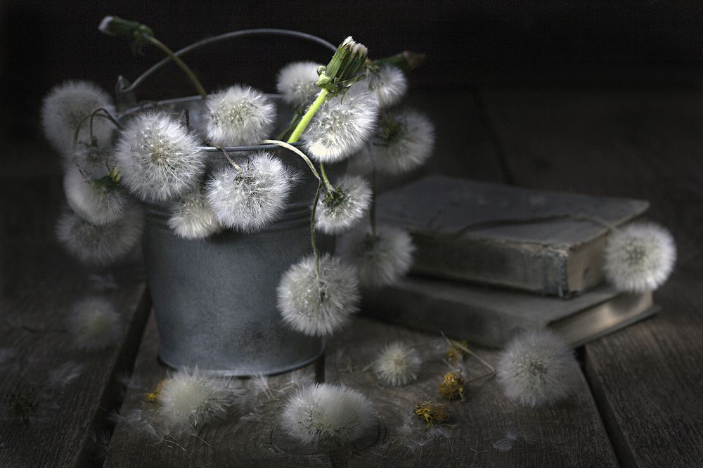 Старые одуванчики в ведерке...