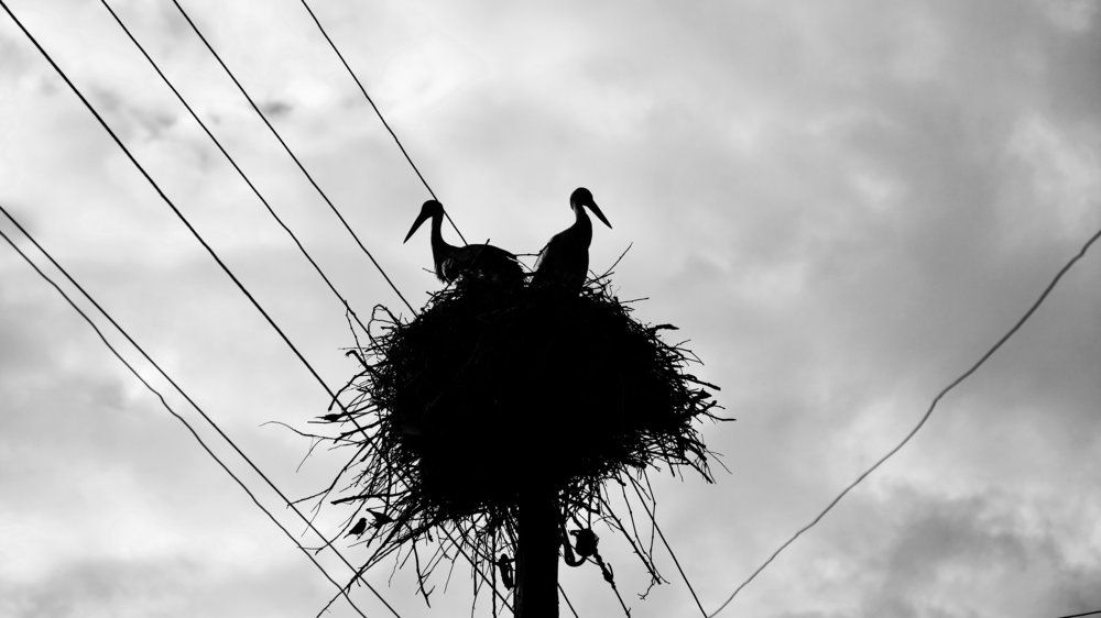 Электричество и аисты