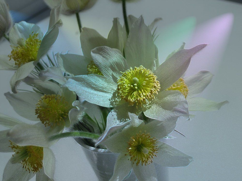 Подснежники