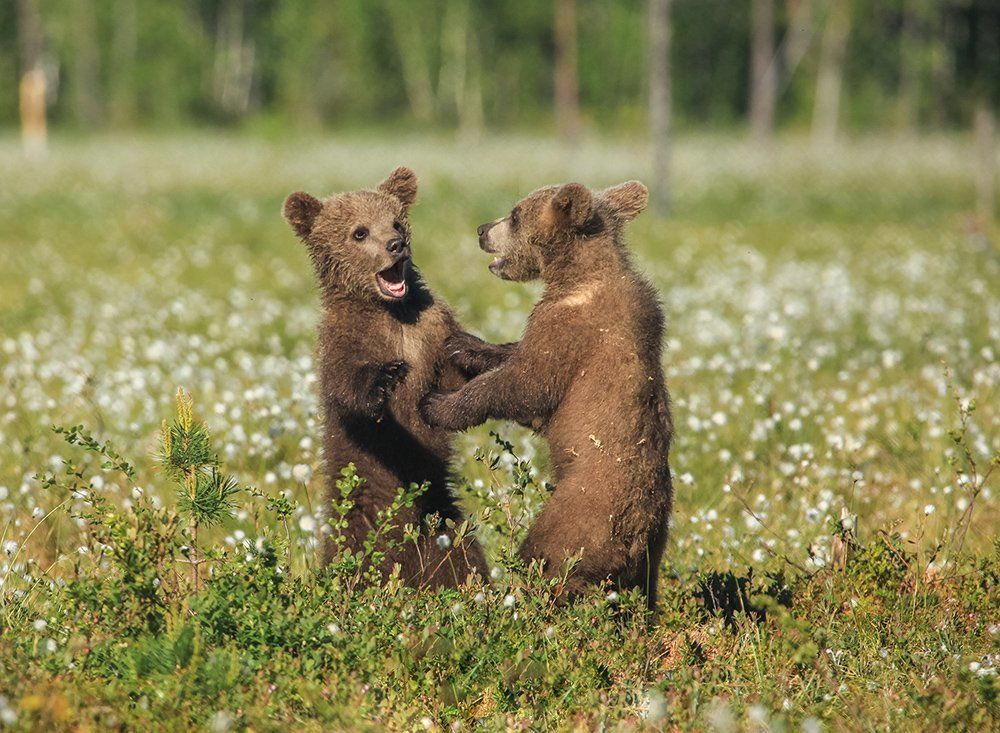 Когда вернёшь мою бочку с мёдом?