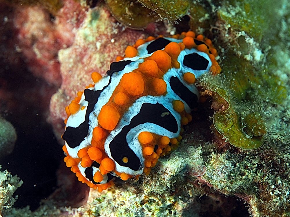 Ordinary snail portrait