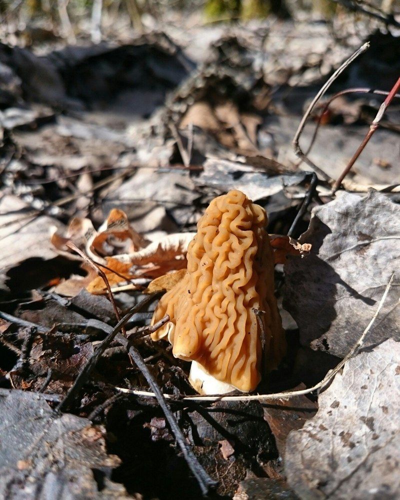 Весенний подарок