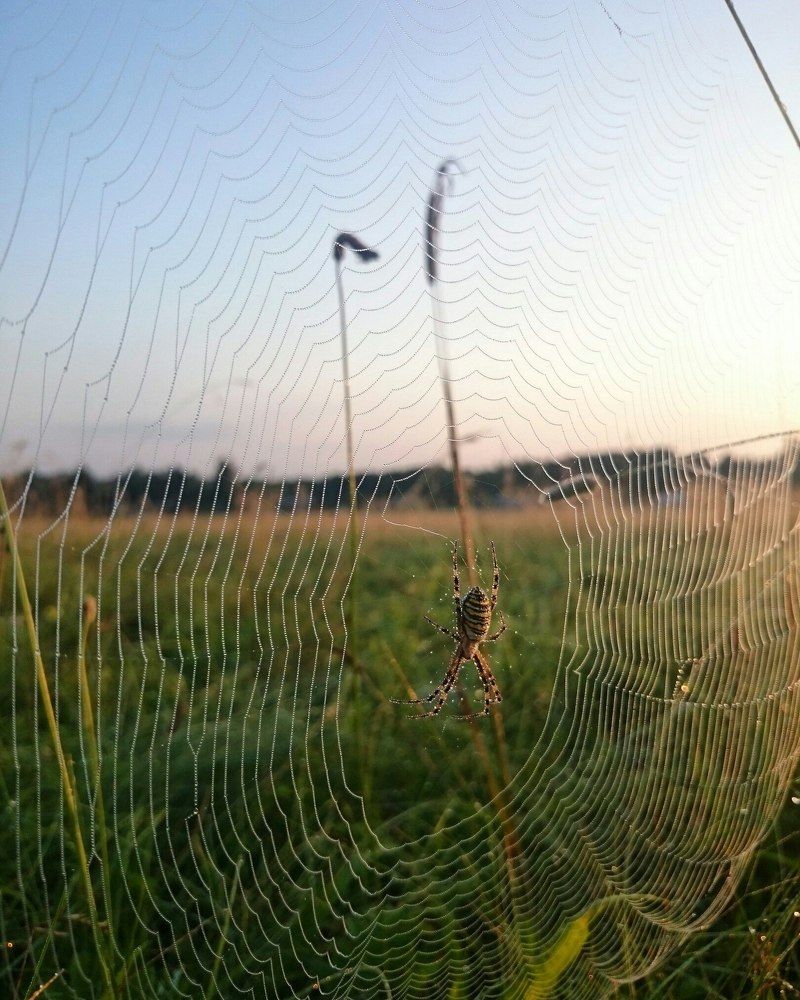 Всемирная паутина