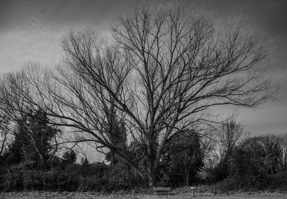 Bench Under the Tree