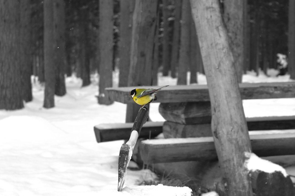 Краски на фоне серой зимы