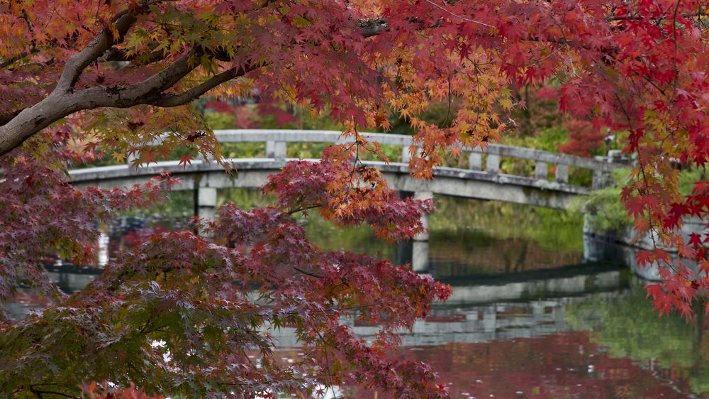 Японская осень