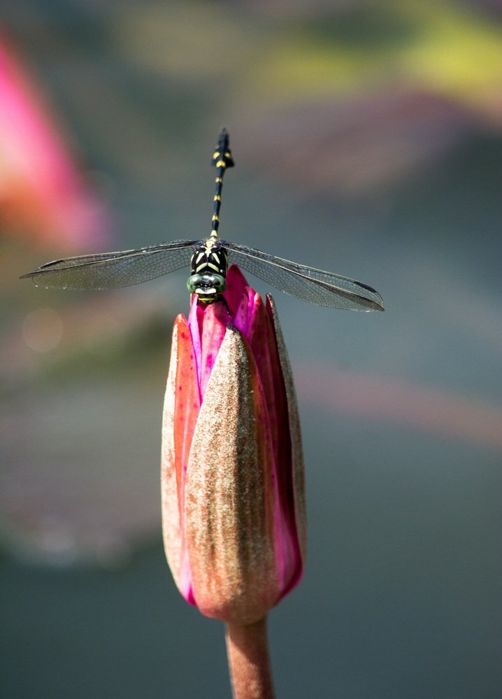 Nature_A dragonfly perches on an unbloomed flower