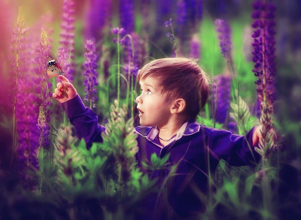 люпиновые чудеса