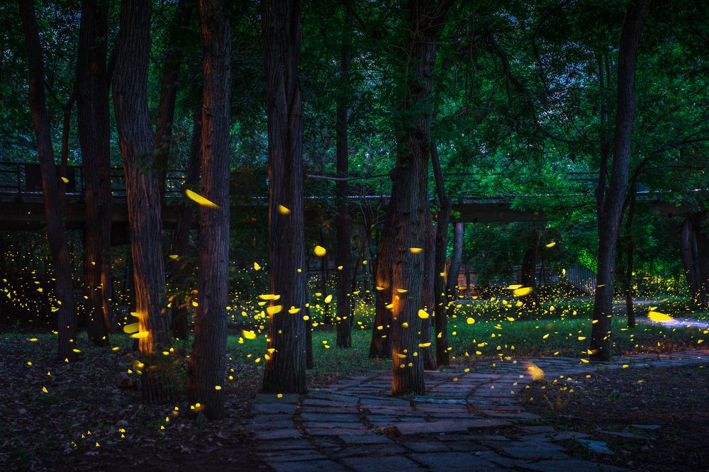 Fireflies