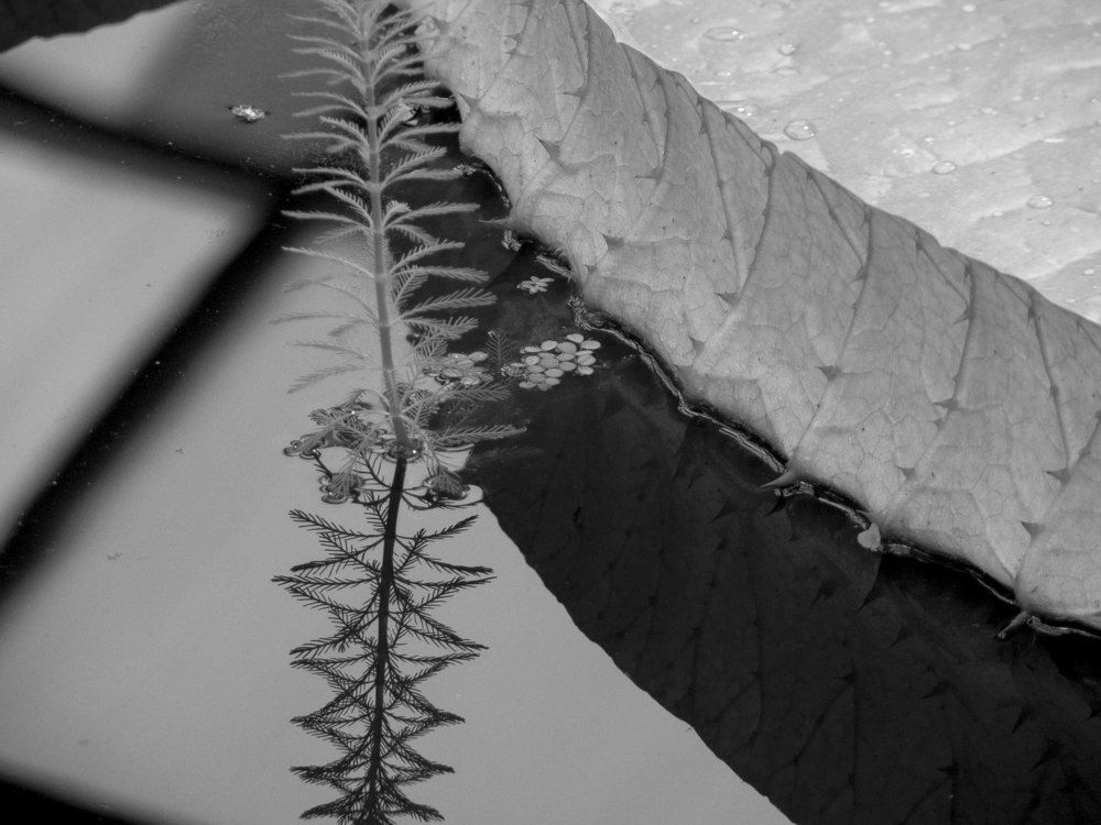 Photograph by Дарья