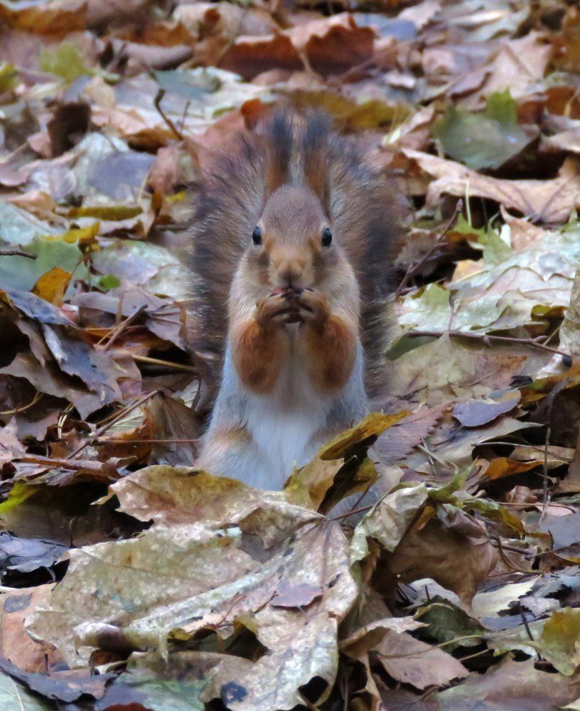 Белочка- красавица