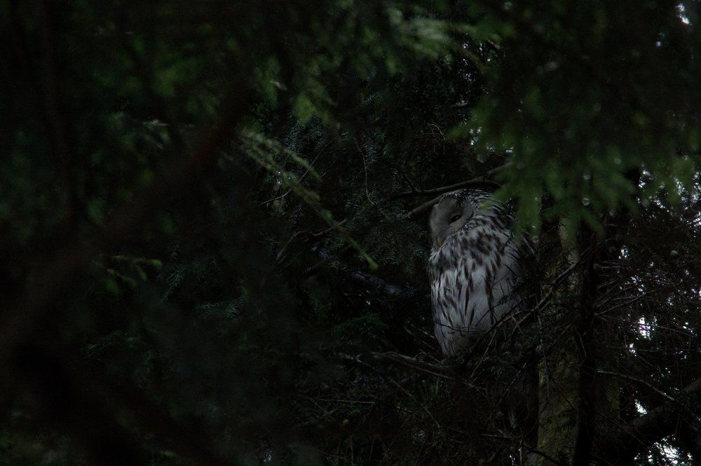 В чаще леса