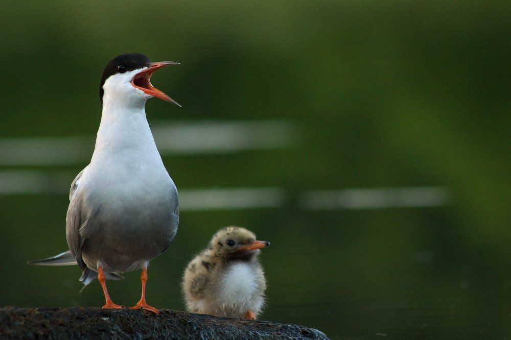 Вместе с мамой