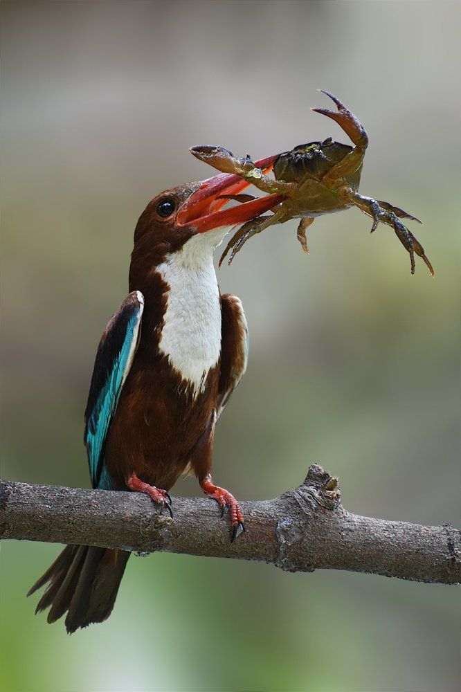A Kingfisher With A Crab