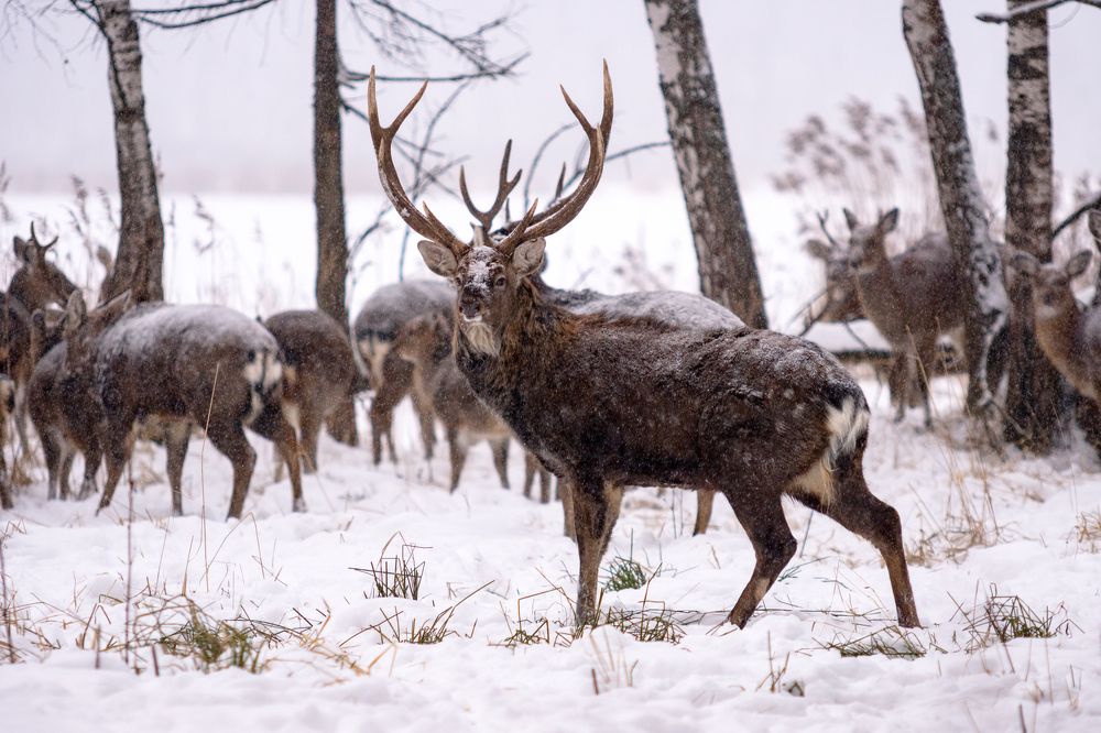 Вождь стада