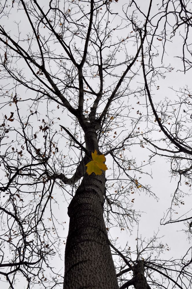 Последний лист